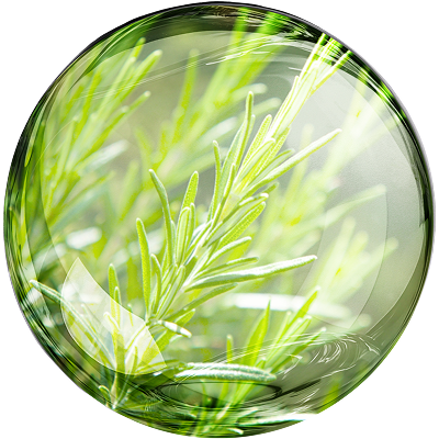 Экстракт розмарина